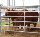 Polskie Zboża Zielone Agroshow - 63