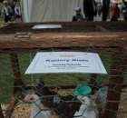 Gołębie Kariery Białe