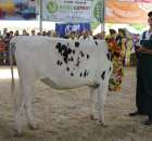 Bydło - Szepietowo 2012 XIX Regionalna Wystawa Zwierząt Hodowlanych - 116