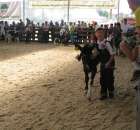 Młody Hodowca - Szepietowo 2012 - 23