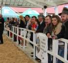 VII Ogólnopolska Wystawa Bydła Hodowlanego - 13