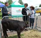 VII Ogólnopolska Wystawa Bydła Hodowlanego - 100