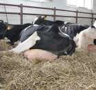 VII Ogólnopolska Wystawa Bydła Hodowlanego - 162