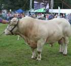 Bydło - Szepietowo 2012 XIX Regionalna Wystawa Zwierząt Hodowlanych - 53