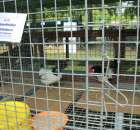 Kurki Lakenfelder Miniaturka