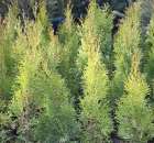 Foto reportaż z Targów Rolno-Ogrodnicze AGROMARSZ Marszew 2011