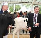 VII Ogólnopolska Wystawa Bydła Hodowlanego - 27