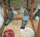 Gołębie Staluch Rumuński