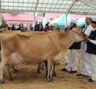 VII Ogólnopolska Wystawa Bydła Hodowlanego - 120