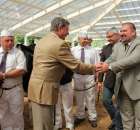 VII Ogólnopolska Wystawa Bydła Hodowlanego - 40