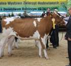 Bydło - Szepietowo 2012 XIX Regionalna Wystawa Zwierząt Hodowlanych - 127