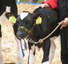 Relacja Foto Agro-Tech Minikowo 2012 - 3