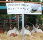 Wystawa Bydła Mlecznego