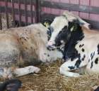 Bydło - Szepietowo 2012 XIX Regionalna Wystawa Zwierząt Hodowlanych - 18