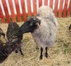 IZOO Balice dzień drugi  - 33