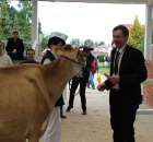 VII Ogólnopolska Wystawa Bydła Hodowlanego - 125