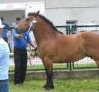 Konie - Szepietowo 2012 XIX Regionalna Wystawa Zwierząt Hodowlanych - 15