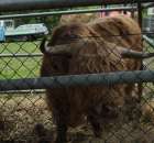 Bydło mięsne rasy Highland