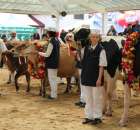 VII Ogólnopolska Wystawa Bydła Hodowlanego - 70