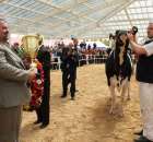 VII Ogólnopolska Wystawa Bydła Hodowlanego - 11