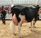 VII Ogólnopolska Wystawa Bydła Hodowlanego - 145