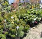 Fotoreportaż z XX Agro-Targów 2011 w Starej Łubiance