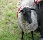 Owce - Szepietowo 2012 XIX Regionalna Wystawa Zwierząt Hodowlanych - 19