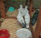 Gołębie Szek Polski