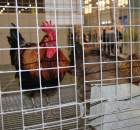 Foto reportaż z Międzynarodowych Targów Hodowli Zwierząt FARMA