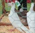 Gołębie Kariery Białe