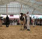 VII Ogólnopolska Wystawa Bydła Hodowlanego - 134