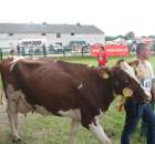 Bydło - Szepietowo 2012 XIX Regionalna Wystawa Zwierząt Hodowlanych - 51