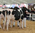 VII Ogólnopolska Wystawa Bydła Hodowlanego - 40