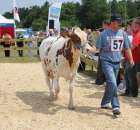 Nagordy dla superchampionów i championów  - 36