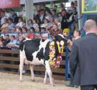 Bydło - Szepietowo 2012 XIX Regionalna Wystawa Zwierząt Hodowlanych - 47