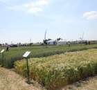 Polskie Zboża 2011 - Sobota