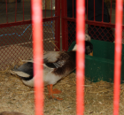 Foto reportaż z Międzynarodowych Targów Hodowli Zwierząt FARMA