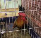 Fotoreportaż z XIV Spotkań Tradycji Wielkanocnych Ziemi Kłodzkiej