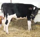 VII Ogólnopolska Wystawa Bydła Hodowlanego - 79