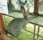 Królik Belgijski Olbrzym Szary