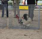 Drób - Szepietowo 2012 XIX Regionalna Wystawa Zwierząt Hodowlanych - 13