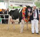 Prezentacja Championów na VII Ogólnopolskiej Wystawie Bydła Hodowlanego w Sielinku 2012 - 12