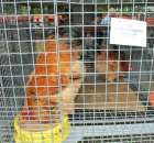 Kurki Brahma Kolumbijska Czerwona