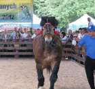 Konie - Szepietowo 2012 XIX Regionalna Wystawa Zwierząt Hodowlanych - 36