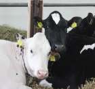 VII Ogólnopolska Wystawa Bydła Hodowlanego - 72