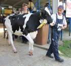 Bydło - Szepietowo 2012 XIX Regionalna Wystawa Zwierząt Hodowlanych - 72