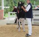 Prezentacja Championów na VII Ogólnopolskiej Wystawie Bydła Hodowlanego w Sielinku 2012 - 5