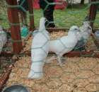 Gołębie Bociany Łapciate