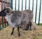 IZOO Balice dzień drugi  - 38