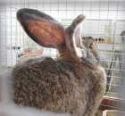 Drób - Szepietowo 2012 XIX Regionalna Wystawa Zwierząt Hodowlanych - 46